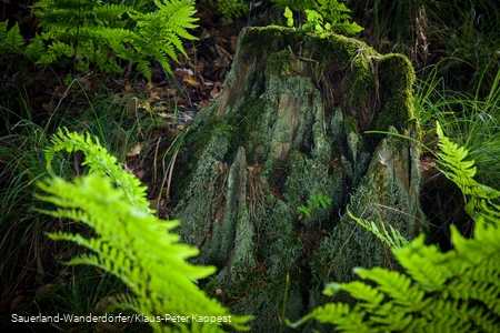 Grün leuchtender Farn vor einem alten Baumstumpf an der Schwalenburg