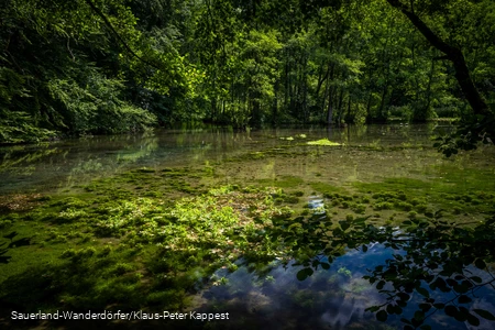 Grüner Blick auf die Almequellen