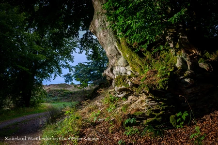 Mystischer Eingangsbereich auf das Gelände der Schwalenburg