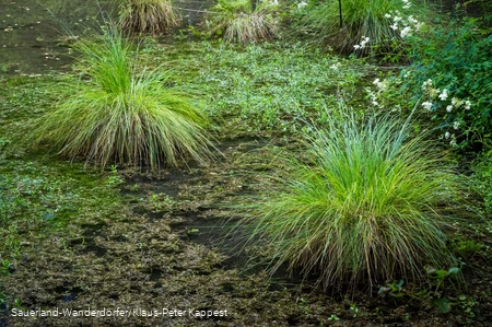 Pflanzenwelt an den Almequellen
