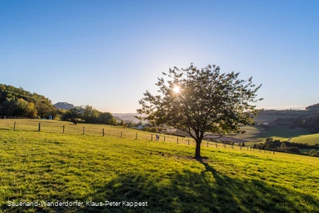 Die Lausebuche der Sauerland-Wanderdörfer auf saftig grüner Wiese vor blauem Himmel