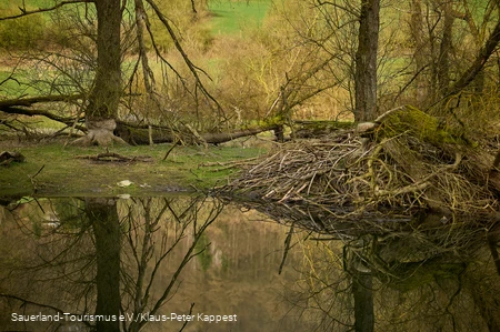 Ein Bieberbau am Diemelsee