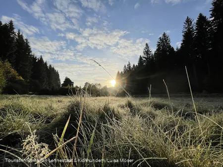 Met vorst bedekte grassen in het Schwarzbachtal tegen het licht