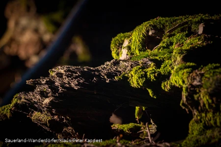 Mystische Wesen am Orenberg