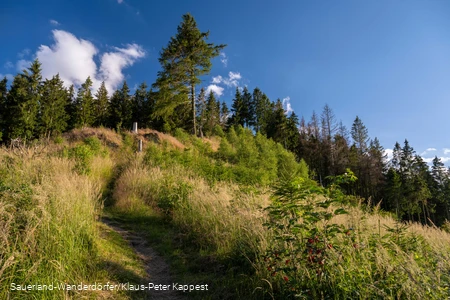 Schmaler Pfad auf den Ginsterkopf bei blauem Himmel