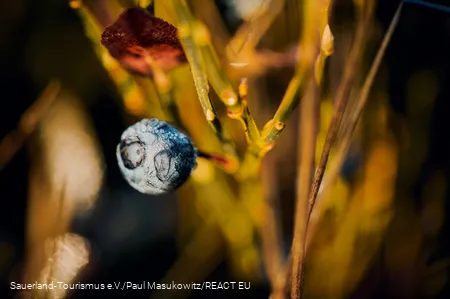 Blaubeere