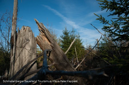 Abgestorbener Baum am Kyrillpfad vor blauem Himmel