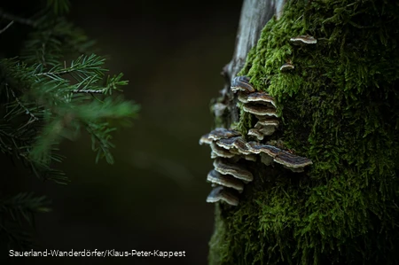 Geheimnisvoller Baumstumpf Schinkenkeller