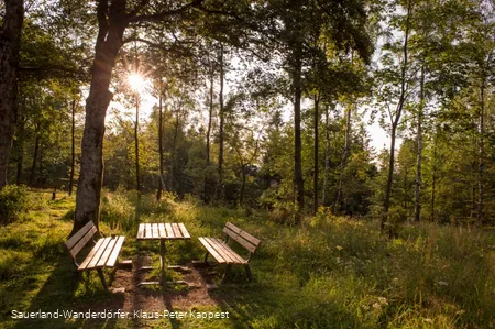 Abendstimmung am Wilzenberg auf einer kleinen Lichtung