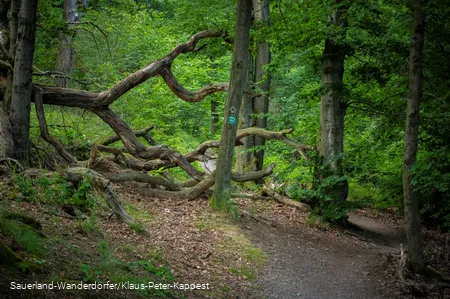 Pfad durch einen lichten Laubwald zum St Muffert