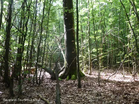 Siebenahorn im Wald