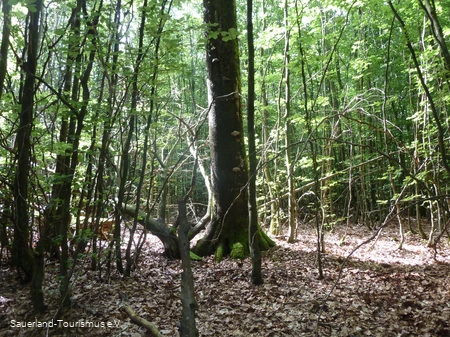 Siebenahorn im Wald