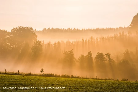 Milchiges Licht vor einem Wald