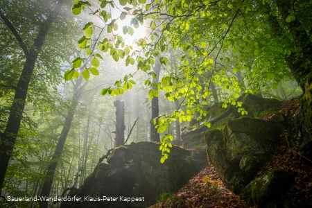 Sauerland-Wanderdörfer Hollenhaus mit Blätterdach im Sonnenlicht