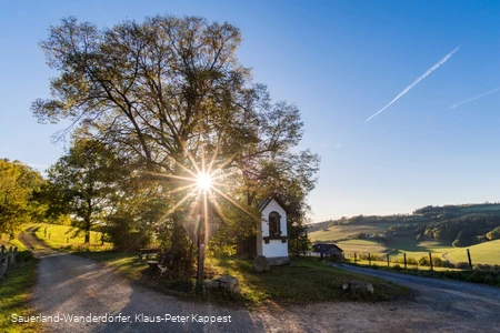 Die Lausebuche vor blauem Himmel in der Abenddämmerung