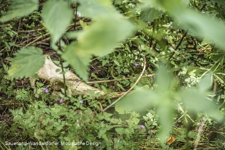 Weiße Knochen auf dem Waldboden