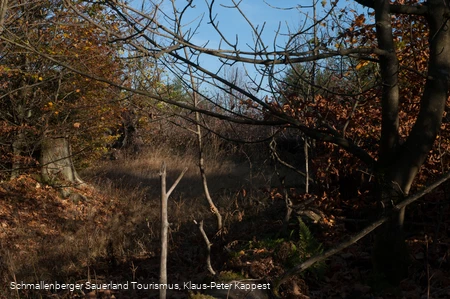 Kyrillpfad im Sauerland in der Herbstjahreszeit