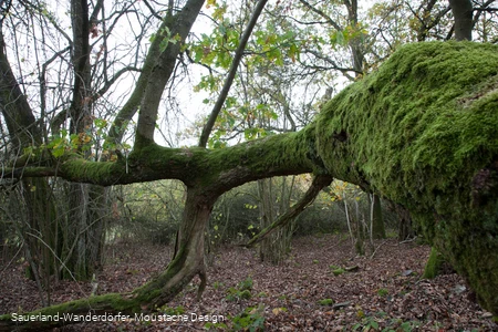 Moosbewachsener Baum an den Quarzklippen