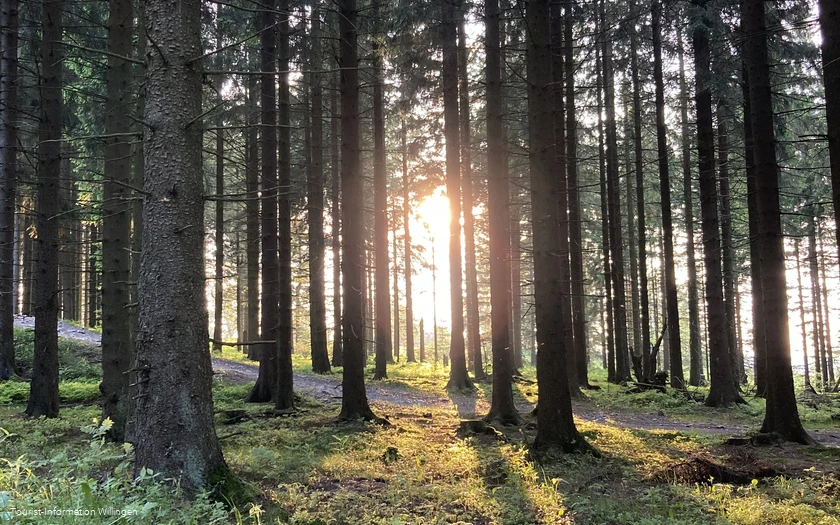 Sonnenstrahl im Wald bei Willingen 