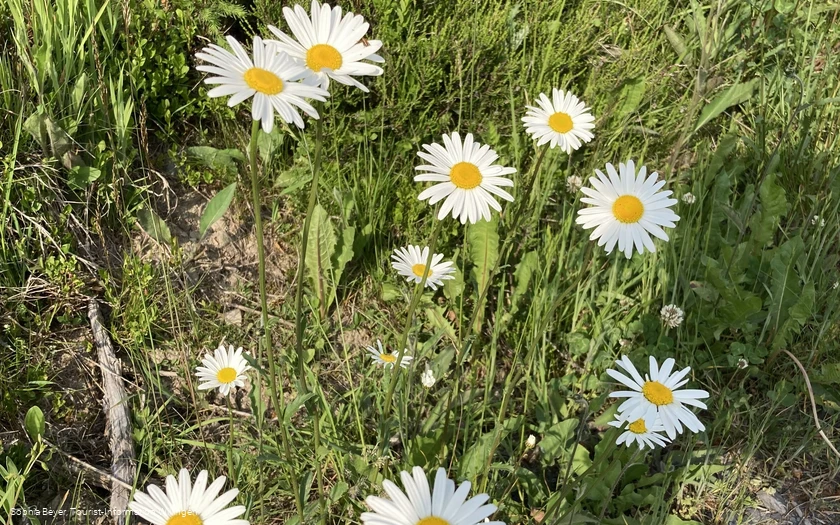 Gänseblümchen am Wanderweg 