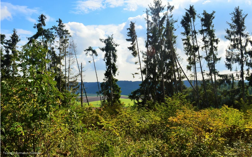 Fichtenwald am Vulkanpfad Welleringhausen