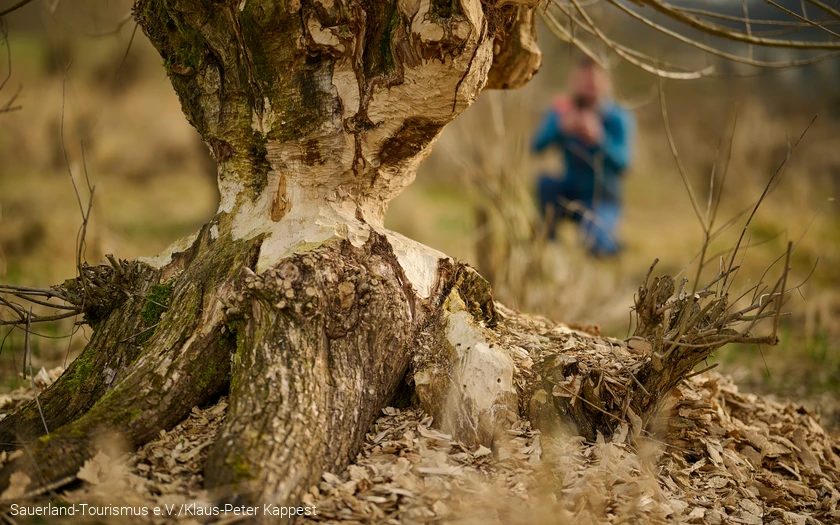 Ein von Biebern abgenagter Baum am Diemelsee