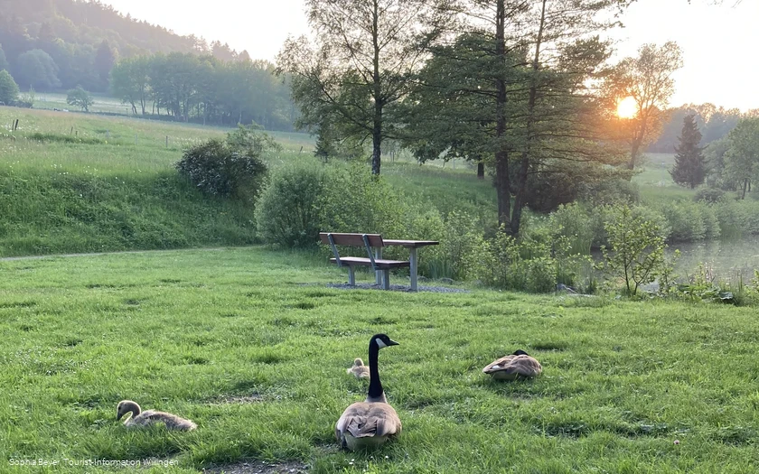 Stryckteich mit Enten bei Sonnenuntergang