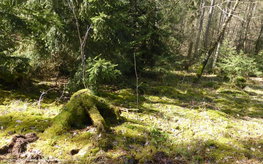 Frühlingserwachen im Weddel
