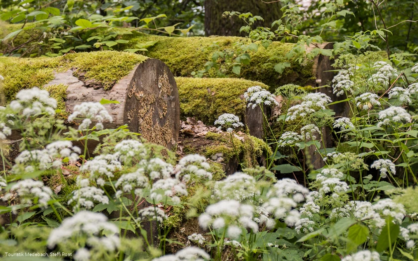 Natur bei Glindfeld