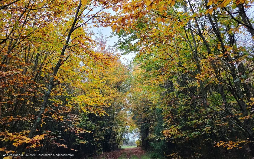 Bunter Herbstwald