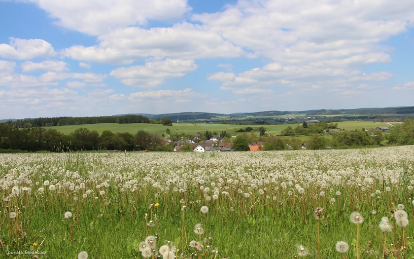 Tausende Pusteblumen - Panorama bei Berge