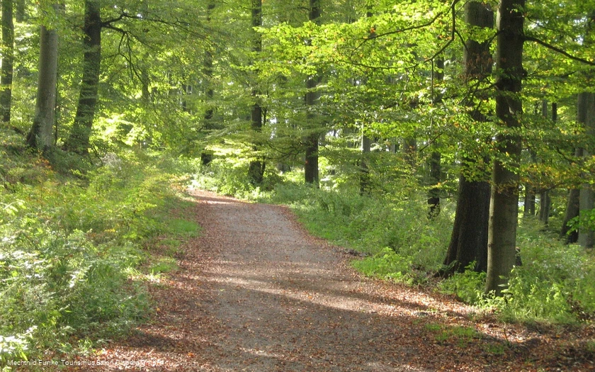 Auf dem Olsberger Kneippweg