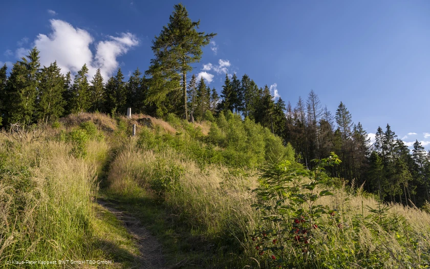 KPK1046487_Briloner Kammweg und Rothaarsteig_mittel.jpg