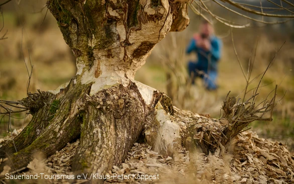 Ein von Biebern abgenagter Baum am Diemelsee