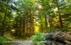 Wald im Sonnenlicht 
