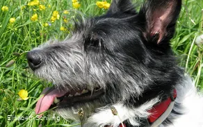 hund_c__elisabeth-schilling.jpg