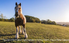 Pferd auf der Koppel Pferd auf der Koppel