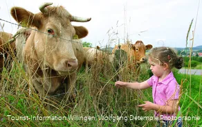 kinder-kuh c) wolfgang-detemple- tourist-information-willingen.jpg