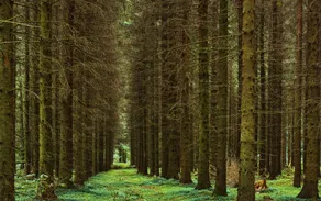hardwood-forest-tree-hardwood-forest-uncultivated-2023-11-27-05-18-02-utc.jpg