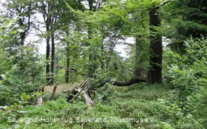 Wälder auf der Hunau