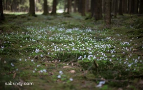 Mehr Waldblumen