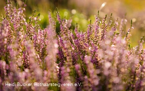 Heidelandschaft am Rothaarsteig