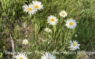 Gänseblümchen am Wanderweg 