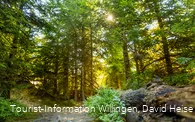Wald im Sonnenlicht 