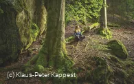 Mystischer Wald am Uplaender Besinnungsweg