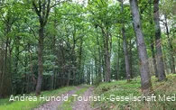 Der Weg führt durch den Wald