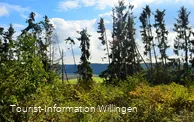 Fichtenwald am Vulkanpfad Welleringhausen