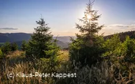 Ginsterkopf_KPK1046590_mittel.jpg