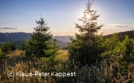 Ginsterkopf_KPK1046590_mittel.jpg