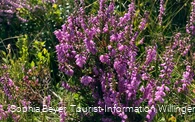 Heideblüte